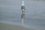 PICTURES/Port Ordford - The Port/t_Gull1.JPG